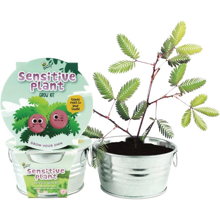 Kid's Sensitive Plant Grow Kit