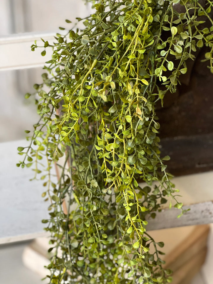 Baby's Grass Hanging Foliage