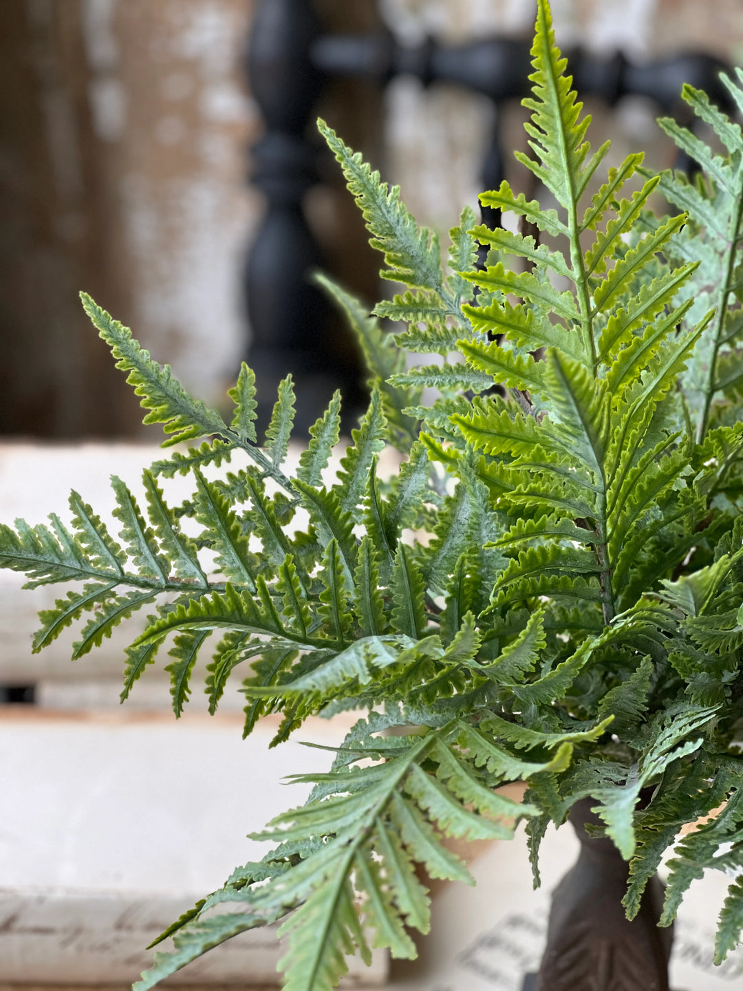 Ruffian Fern Bush