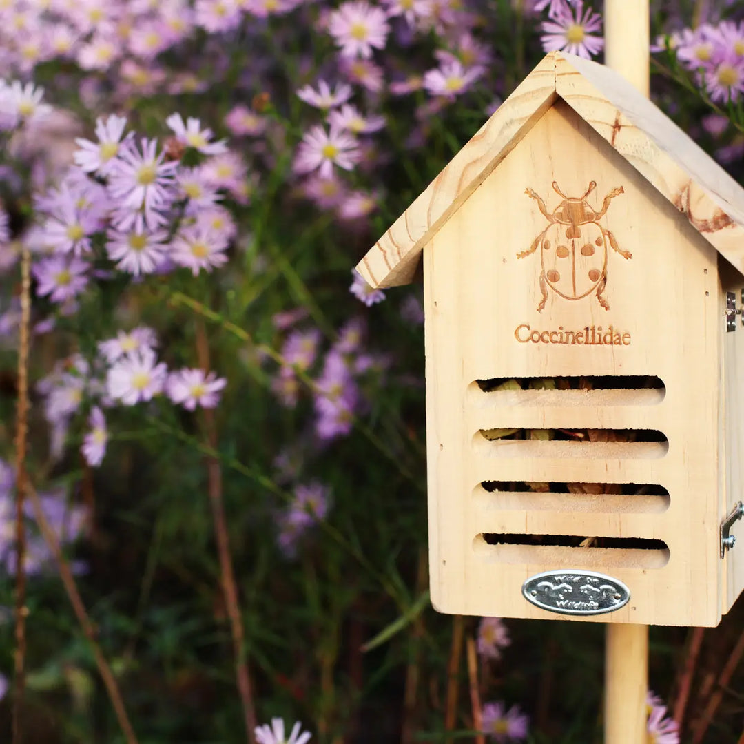 Ladybug House