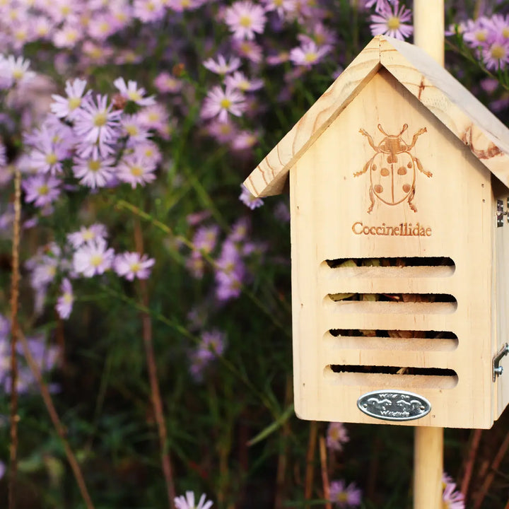 Ladybug House