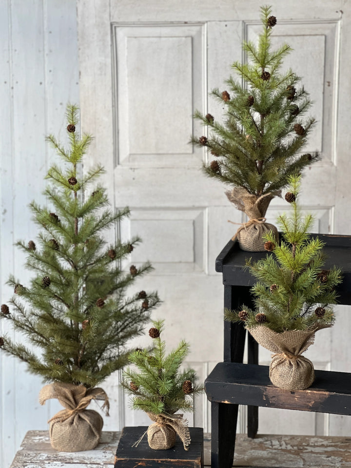 Greenup Cones Pine Tree - Local Pickup