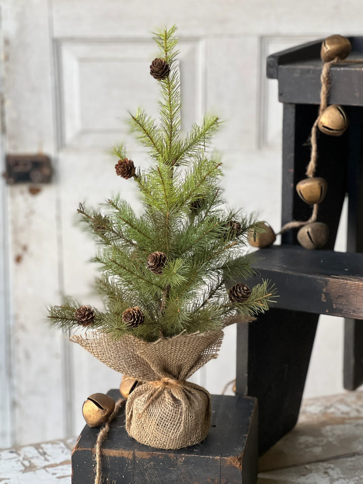 Greenup Cones Pine Tree - Local Pickup