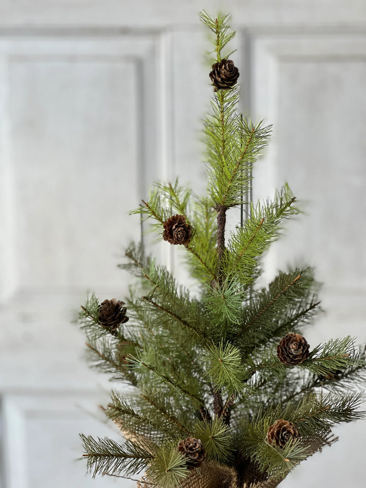 Greenup Cones Pine Tree - Local Pickup