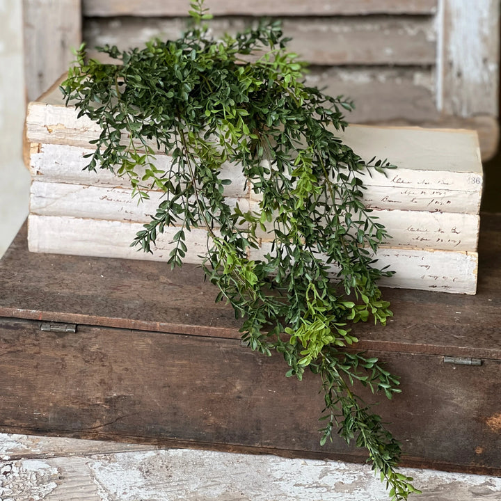 New England Boxwood Hanging Foliage