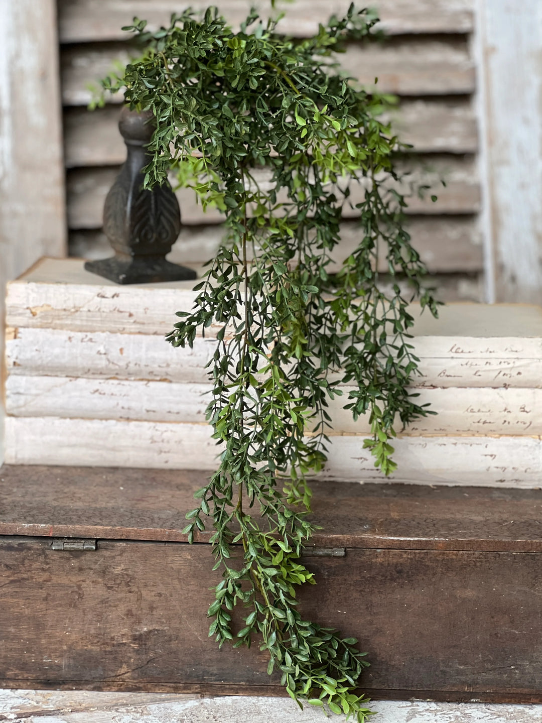 New England Boxwood Hanging Foliage