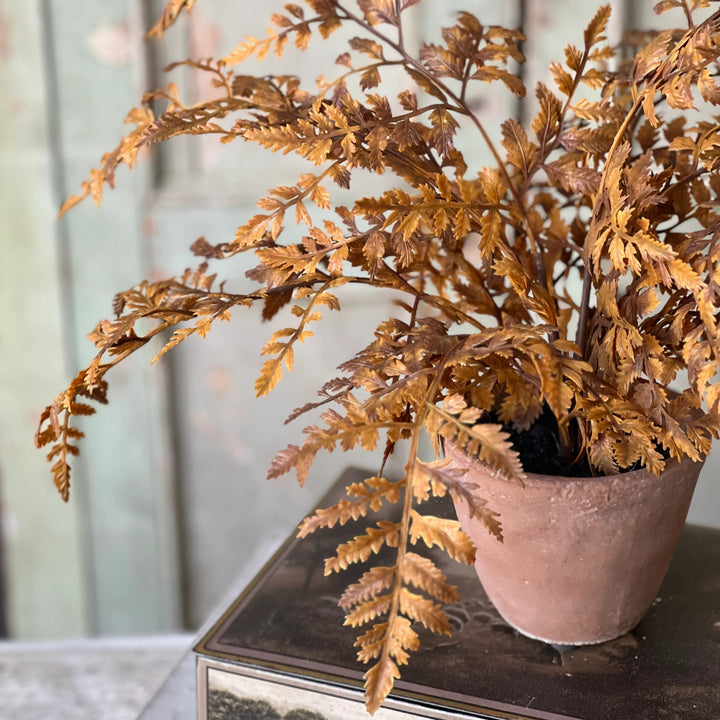 Dark Autumnal Potted Fern