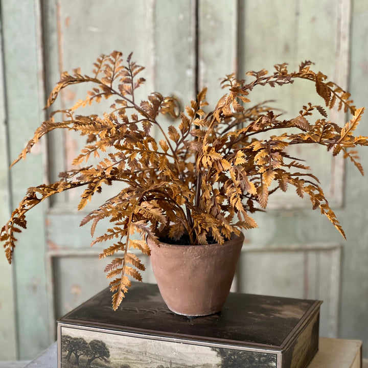 Dark Autumnal Potted Fern