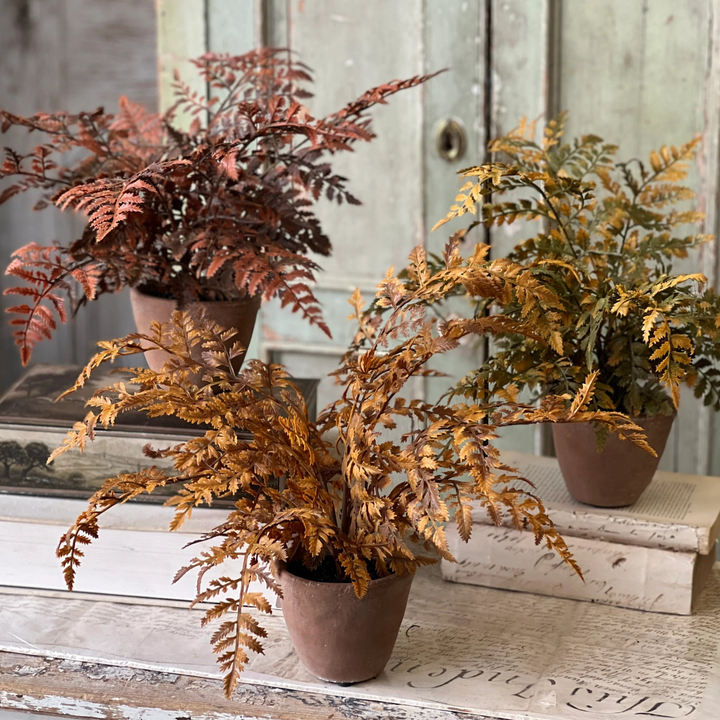 Dark Autumnal Potted Fern