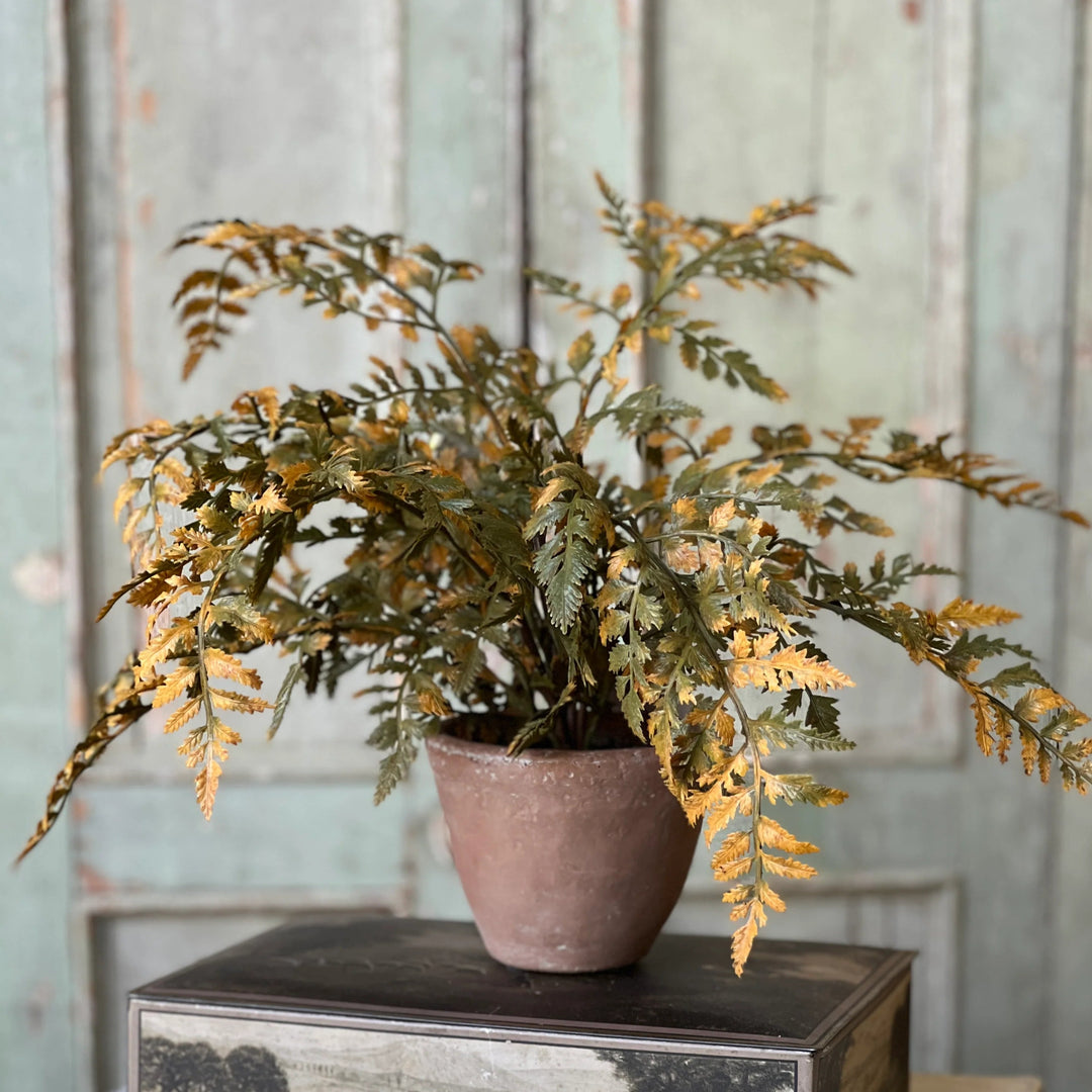 Dark Autumnal Potted Fern