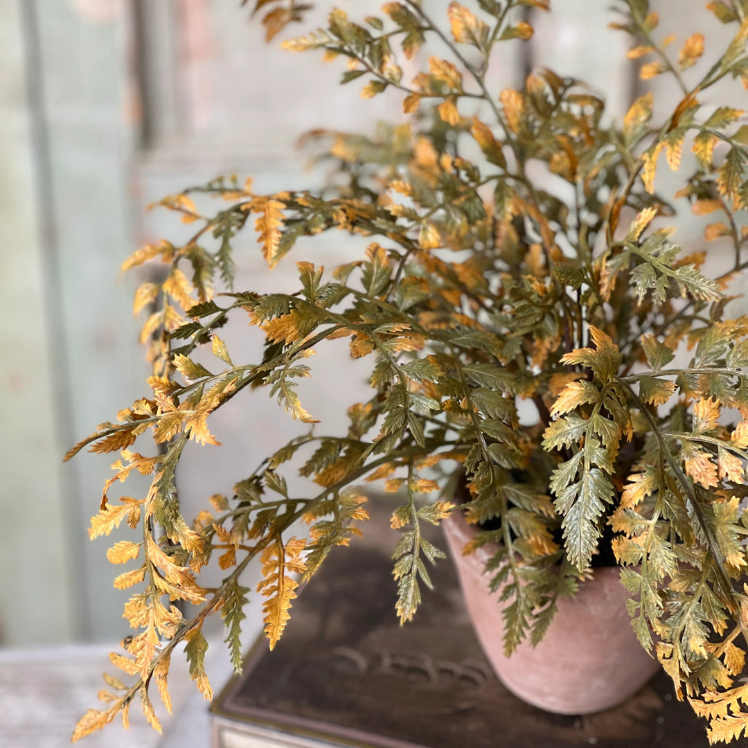 Dark Autumnal Potted Fern
