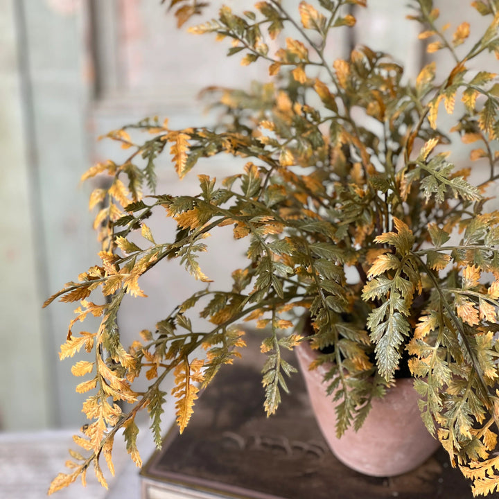 Dark Autumnal Potted Fern