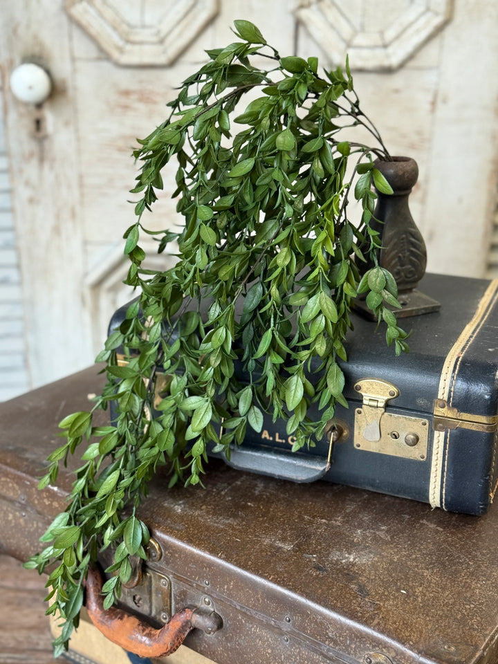 Nottswood Leaves Hanging Foliange
