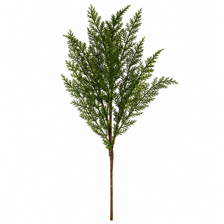 Cedar Spray