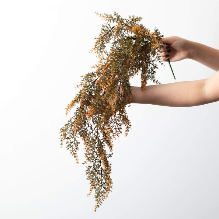 Cypress Hanging Foliage