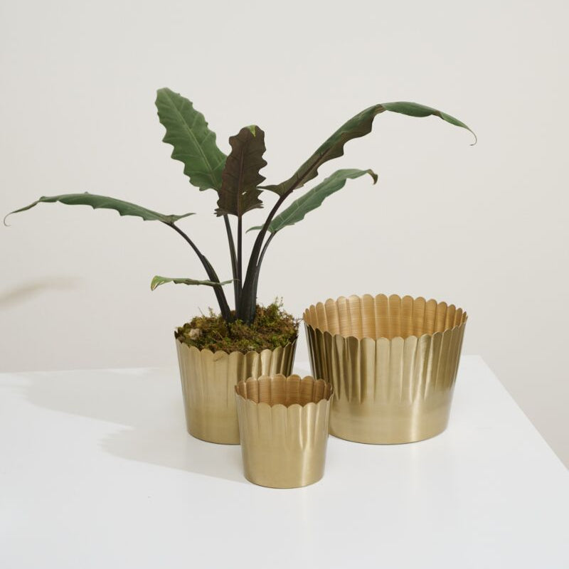 Delicata Pot
