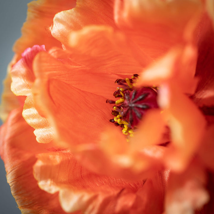 Orange Poppy Spray