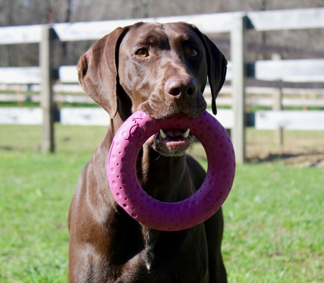 Rubber Ring Dog Toy