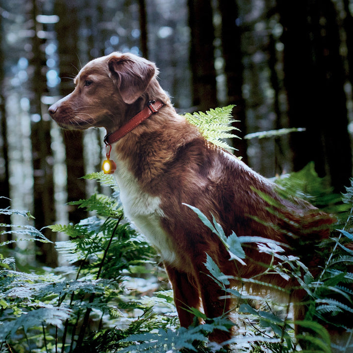 Rechargeable Pet Light