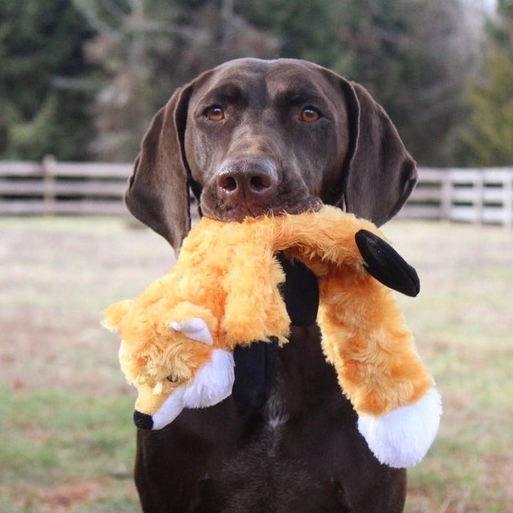 Squeaker Fox Stuffless Dog Toy