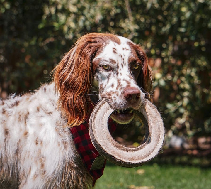 Leather Wool Ring Dog Toy