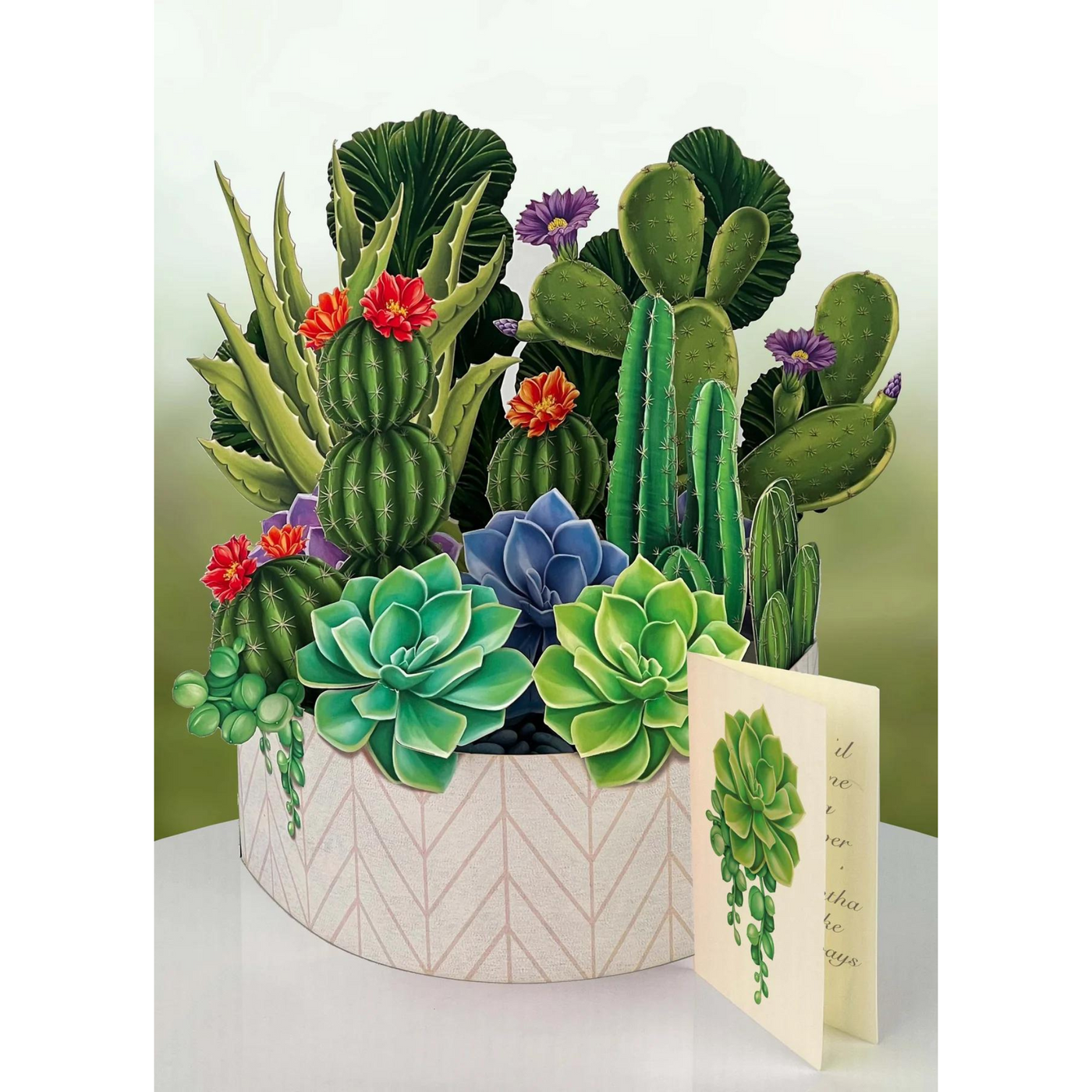Cactus Garden Pop-up Bouquet