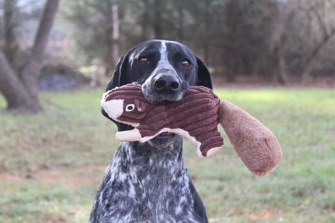 Squeaky Squirrel Dog Toy