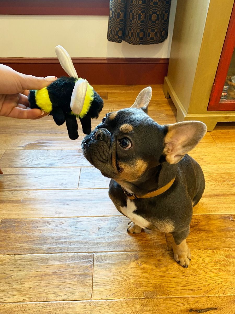 Squeaky Bee Dog Toy