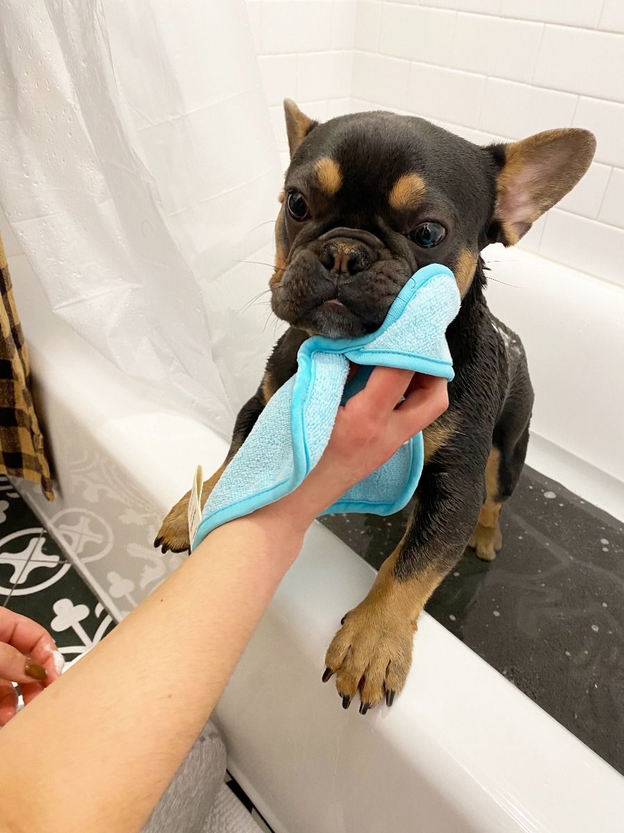 Absorbent Dog Bath Towel & Detailer Cloth Set